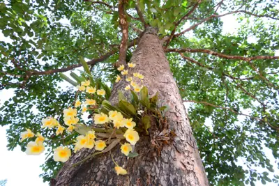ลานกางเต็นท์ อุทยานแห่งชาติเขาสิบห้าชั้น รูปที่ 3