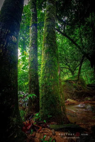 ลานกางเต็นท์อุทยานแห่งชาติบูโด-สุไหงปาดี รูปที่ 3