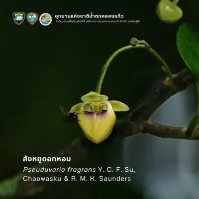 ลานกางเต็นท์อุทยานแห่งชาติน้ำตกคลองแก้ว รูปที่ 7