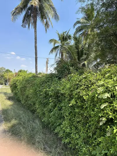 ติดเกาะแคมป์กาญ รูปที่ 7