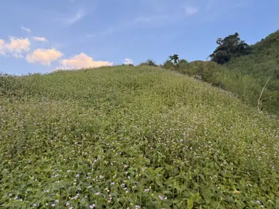 ม่อนสายลม ดอยสกาด รูปที่ 3