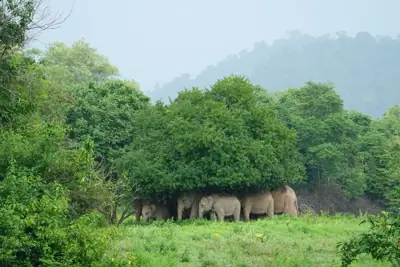 ลานกางเต็นท์ ที่ทำการอุทยานแห่งชาติกุยบุรี รูปที่ 1
