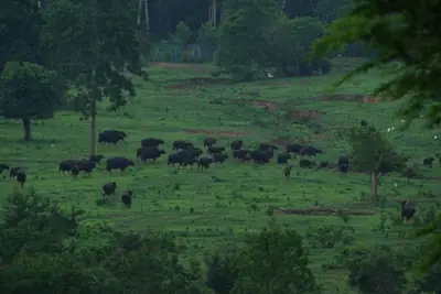 ลานกางเต็นท์ ที่ทำการอุทยานแห่งชาติกุยบุรี รูปที่ 2
