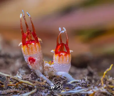ลานกางเต็นท์ภูลังกา-นครพนม รูปที่ 2