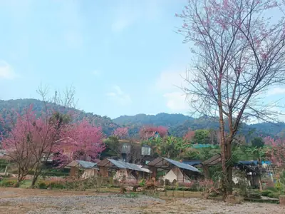 Chernor Camp เฌอนอ รูปที่ 6