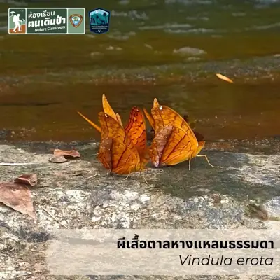 ลานกางเต็นท์เขาค้อ รูปที่ 4
