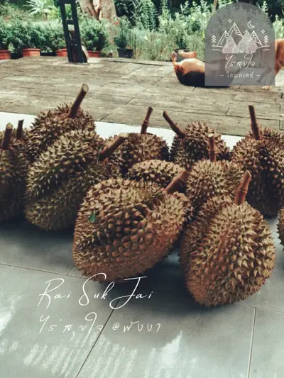 ไร่สุขใจ รูปที่ 4