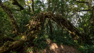 ลานกางเต็นท์เขาหลวง รูปที่ 4