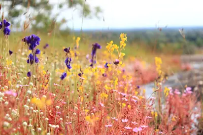 ลานกางเต็นท์ภูผาเทิบ รูปที่ 10