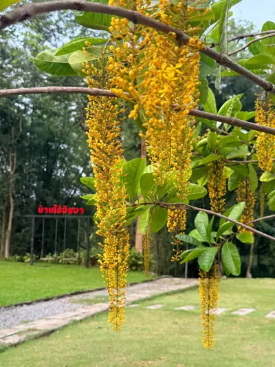 บ้านไร่อัยวา Baan Rai A I W A รูปที่ 2
