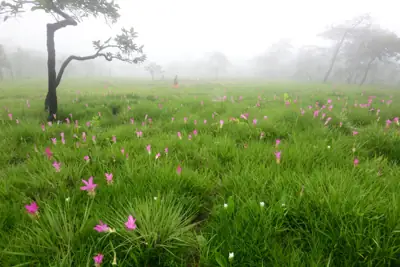 ลานกางเต็นท์ไทรทอง รูปที่ 5