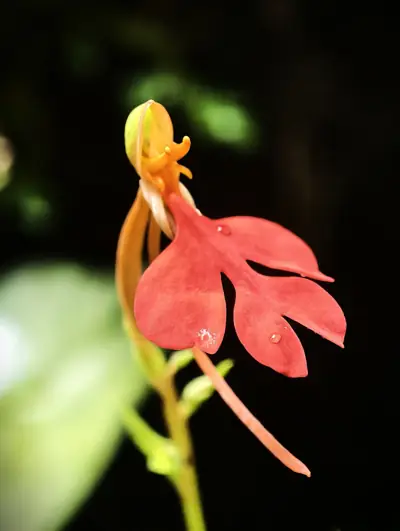 ลานกางเต็นท์เวียงโกศัย (ม่อนแม่เกิ๋ง) รูปที่ 7