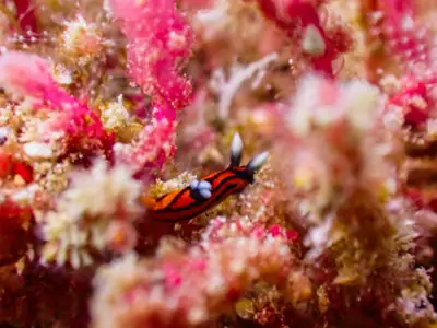 ลานกางเต็นท์อ่าวไม้งาม รูปที่ 4
