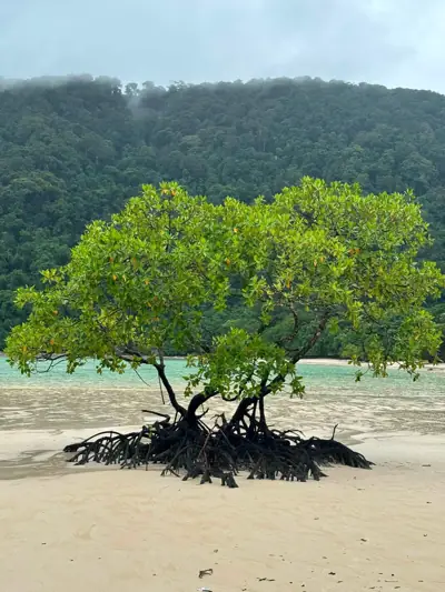 ลานกางเต็นท์อ่าวไม้งาม รูปที่ 8