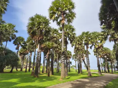 ลานกางเต็นท์เกาะรอก รูปที่ 3